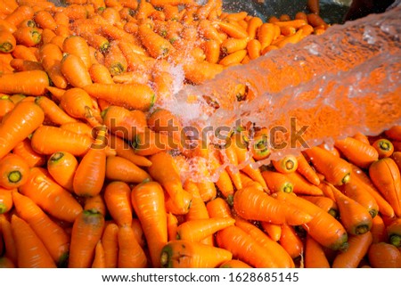 Un-washed and dirty carrot washing on throw pipe water. Food background. Near Savar District at Dhaka, Bangladesh.