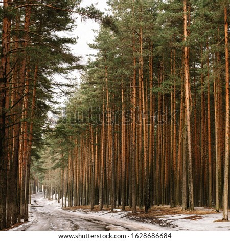 A snowy, aphthalized road through a pine forest along which the carriageways of cars on the carriageway go. The picture was taken in the forest in the winter season.