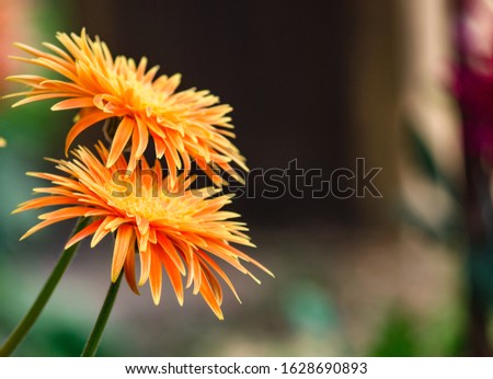 A picture of an orange Gerbera Daisy clicked at The Mount Harriet National Park. It is also known as Transvaal daisy.