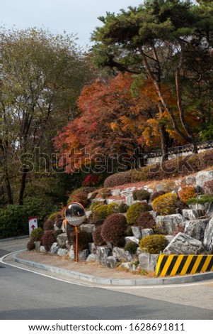 Colorful Red and Orange leaves, autumn season with traditional Korean wall on the background Seoul