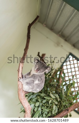 Native Australian Animal in a Shelter