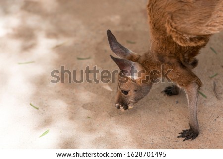 Native Australian Animal in a Shelter