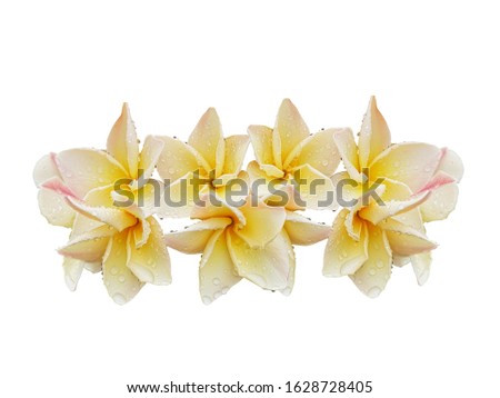 Frangipani or Plumeria flowers are fragrant flowers. To feel relaxed Therefore popular for use in spa treatments.isolated on a white background with clipping path