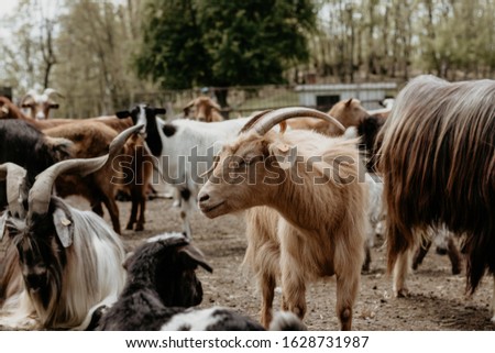 beauty goats in the farming
