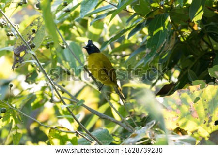 The black-crested bulbul is a member of the bulbul family of passerine birds. It is found from the Indian subcontinent to southeast Asia