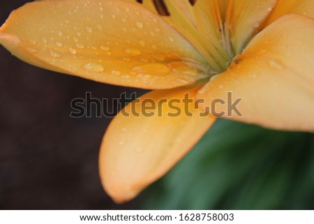 Closeup of Rain Drops on the Petal of an Orange Lily Flower