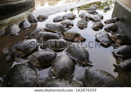 sea turtles in pool