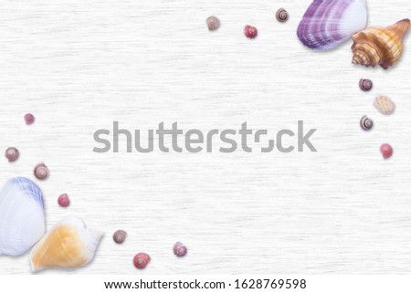 Shells isolated on white wood background.