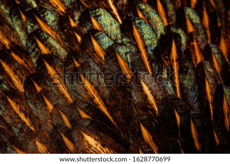 Chicken Feathers Macro ,Chicken - Bird, Macrophotography, Feather, Textured, Close-up