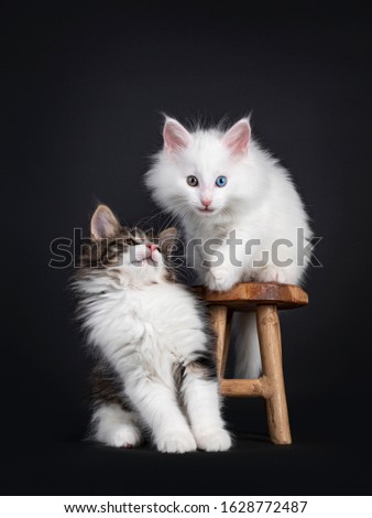 Cute black tabby blotched with white and solid white odd eyed Norwegian Forestcat kittens, playing on and beside little wooden chair. Both looking side ways. Isolated on black background.