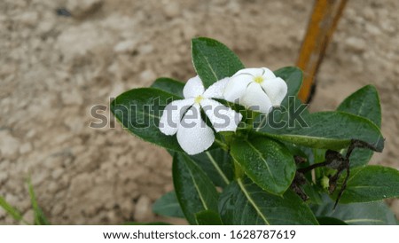 White Flower in The Morning