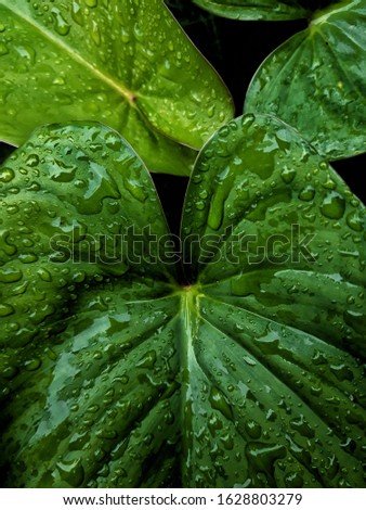 Freshness of rain drops on green leaves.