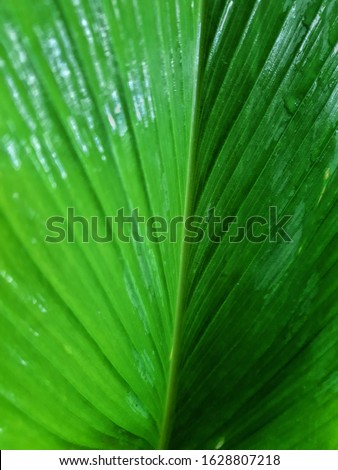 Green leaf texture,green leaf backgrouns.