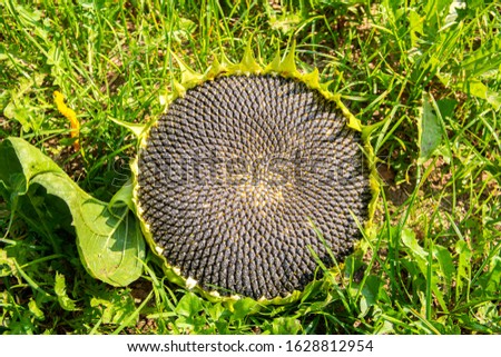Sunflower flowerhead with seeds in autumn, Russia