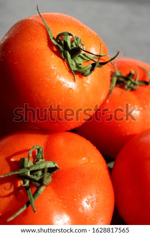 Fresh tomatoes close up photo. Water drops on vegetables. 