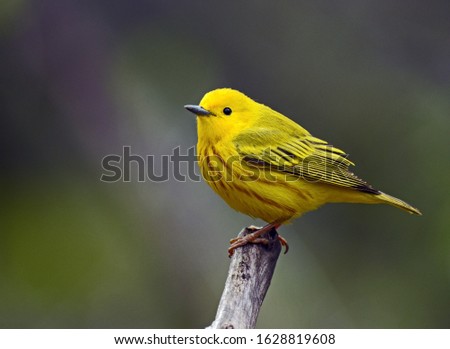 A Yellow Warbler in Wisconsin during the spring bird migration.  Royalty-Free Stock Photo #1628819608