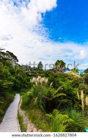 The road to Cathedral Cove. Picturesque flowering reeds grow along the sides of the path. Coromandel Peninsula on the North Island. New Zealand. The concept of active,  ecological