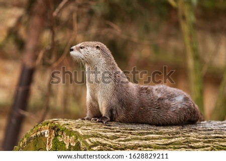 Eurasian otter (Lutra lutra) in detail
