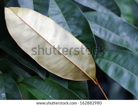 natural golden leaves
