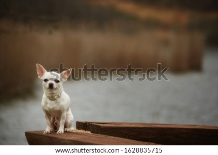 The dog chihuahua at the rest