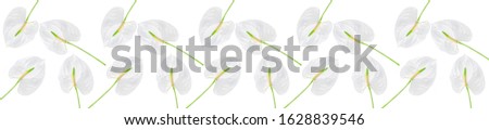 Panorama pattern of a white flower on a white background.  Beautiful tropical anthurium flower. Beautiful background for your design. Panorama, website template.