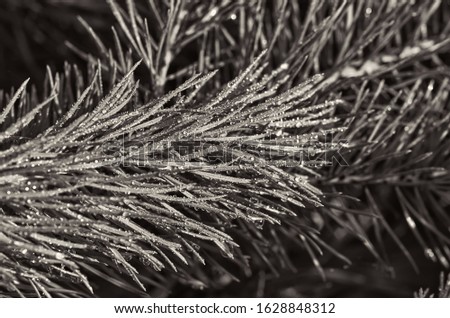 a picture of a coniferous branch with dew