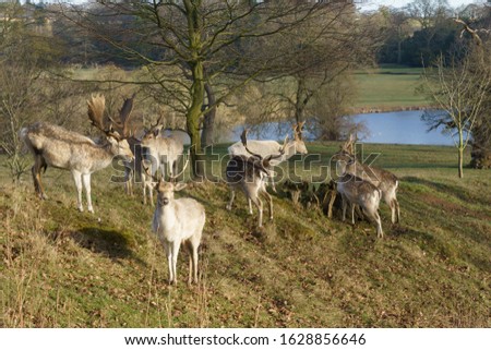 Small herd of Fallow Deer Stags with large antlers stood on a grassy mound in the grounds of Ripley Castle, Harrogate, North Yorkshire, UK.