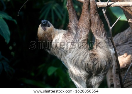 Relaxed sloth chilling in a tree - Sloth (Choloepus hoffmanni)