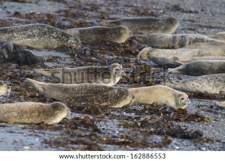 common seal [Phoca vitulina], wadden sea, northern germany