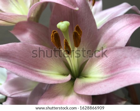 Close up of Pink Asiatic lilies pattern