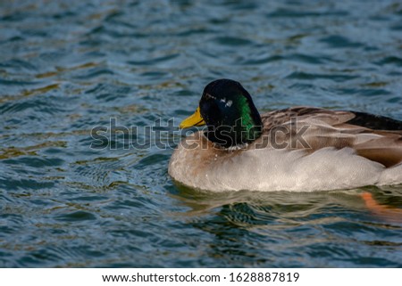 Male mallar duck swimming on a small public lake. Outdoor picture. Sunny day. The animal is on the left side of the picture. One duck.