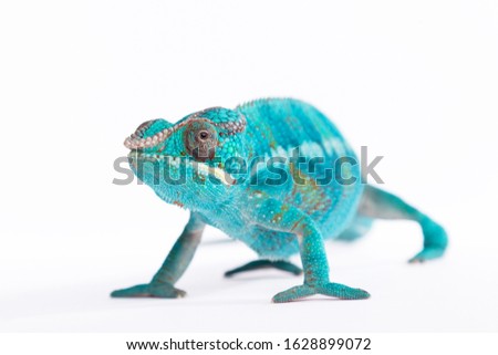 Close up of rare Panther Chameleon Nosy Be on white background.