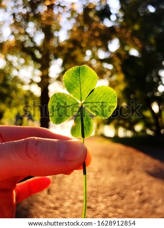 hand with a four leaf clover against magic light