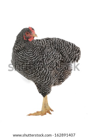 grey hen isolated on white, studio shot
