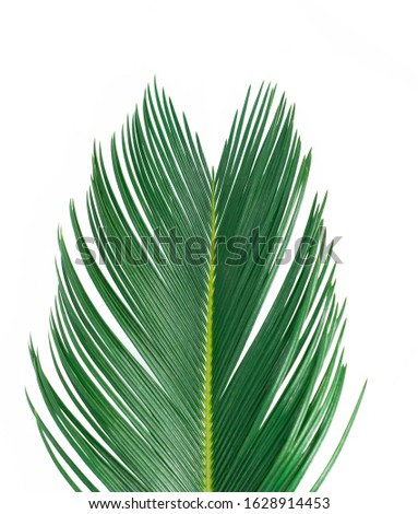 Green palm leave isolated on white. 