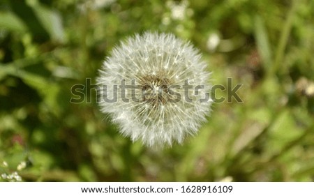 Spring dandelion with a blurry green back background (macro shot)