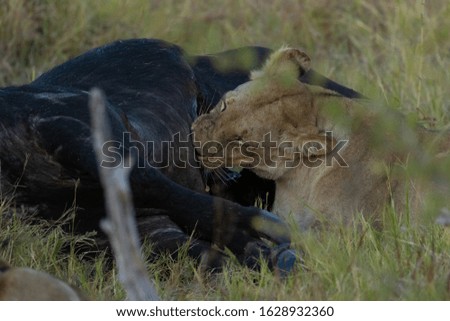 Female lions  with a prey after hunting into the  wilderness of botswana