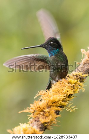 Talamanca admirable hummingbird,  portrait of beautiful bird. Wildlife scene.  Dancing on a twig.  Eugenes spectabilis