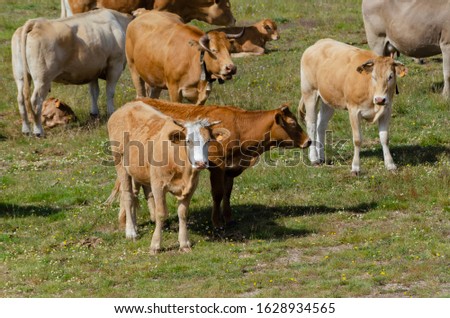 Free-range cows in the Serra do Larouco, the second highest mountain in mainland Portugal