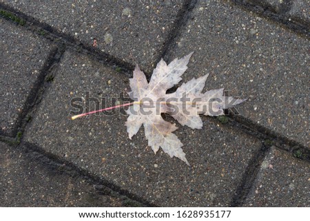 Wet leaf in autumn on gray pavement