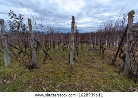 vineyard in winter before pruning