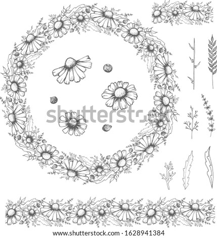 Vector Monochrome Floral Background. Hand Drawn Ornament with Floral Wreath,endless horizontal brush,border of flowers.
Set of individual elements of chamomile flowers on a white background.