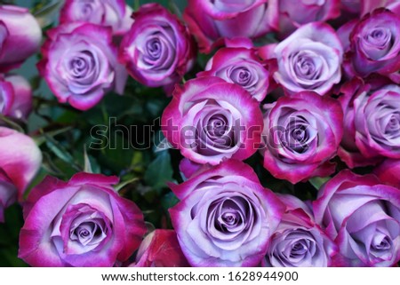  bouquet of purple natural roses                              
