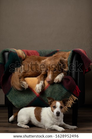 two dogs on a chair. colored plaid on a background wall. Nova Scotia Duck Tolling Retriever Jack Russell Terrier at home