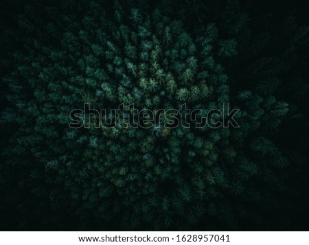 Dark green and moody forest from above
