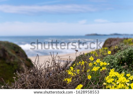 Yellow Flowers in Half Moon Bay State Beach in California
