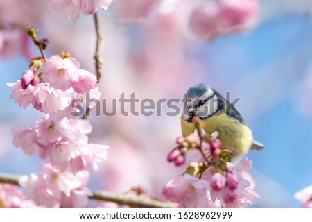 A blue tit sits on a beautiful branch with cherry blossoms. Wonderful spring feeling in beautiful pastel colors.