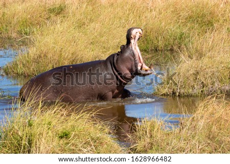 Hippo at the Okavango Delta of Botswana