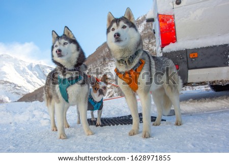 Two beautiful husky dogs and a funny little French bulldog on a background of winter mountains. Picture for a good mood