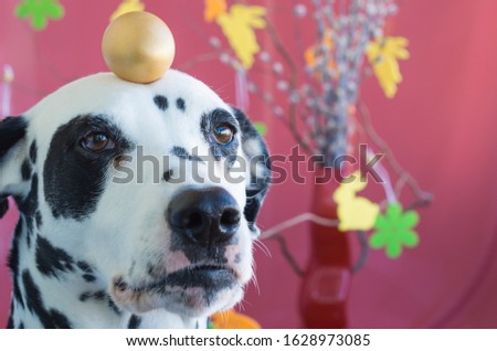 A happy Dalmatian dog holds an Easter golden egg on his head. Happy Easter. Copy space